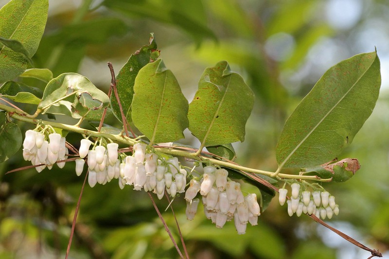 Florida Hobblebush photo 4