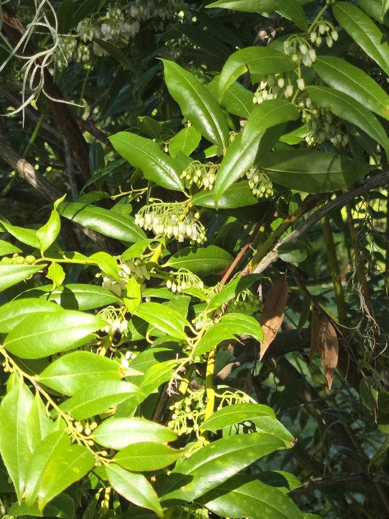 Florida Hobblebush photo 5