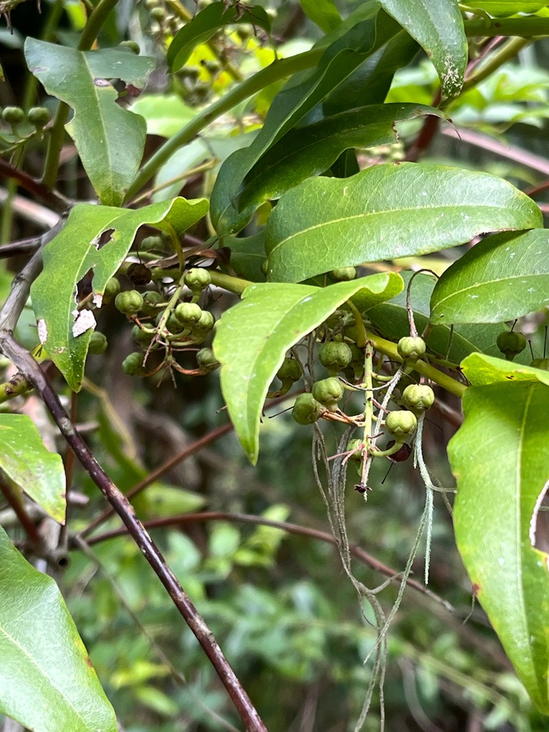 Florida Hobblebush photo 7