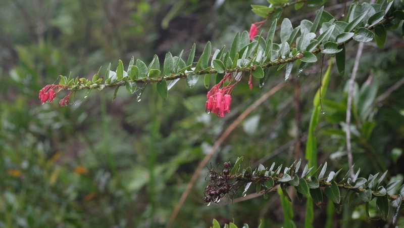 Agarista pulchella photo 2