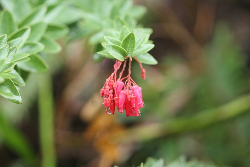 Agarista pulchella photo 4