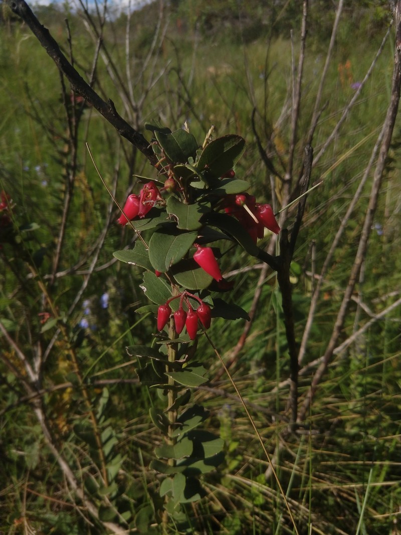 Agarista pulchella photo 6