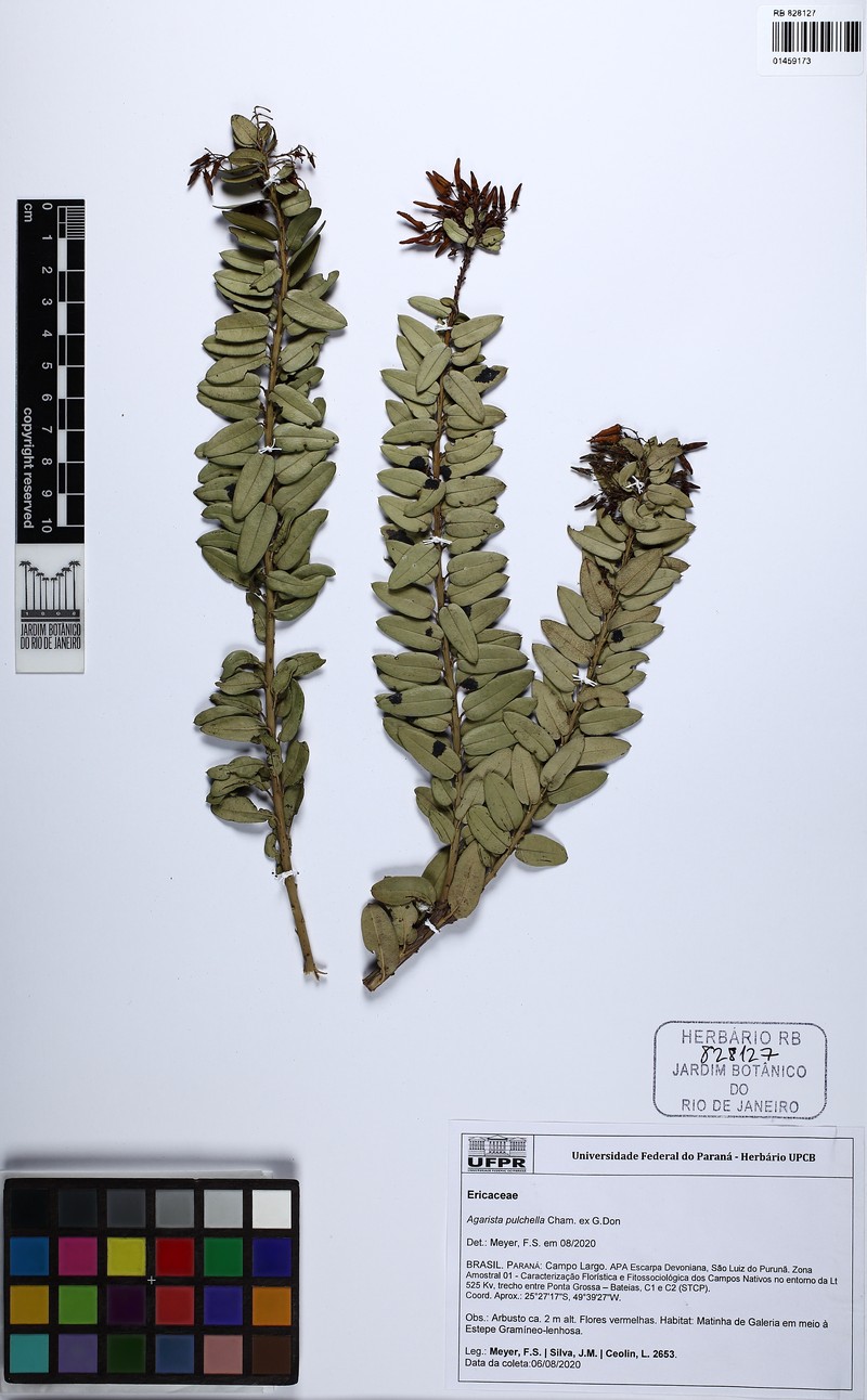 Agarista pulchella photo 7