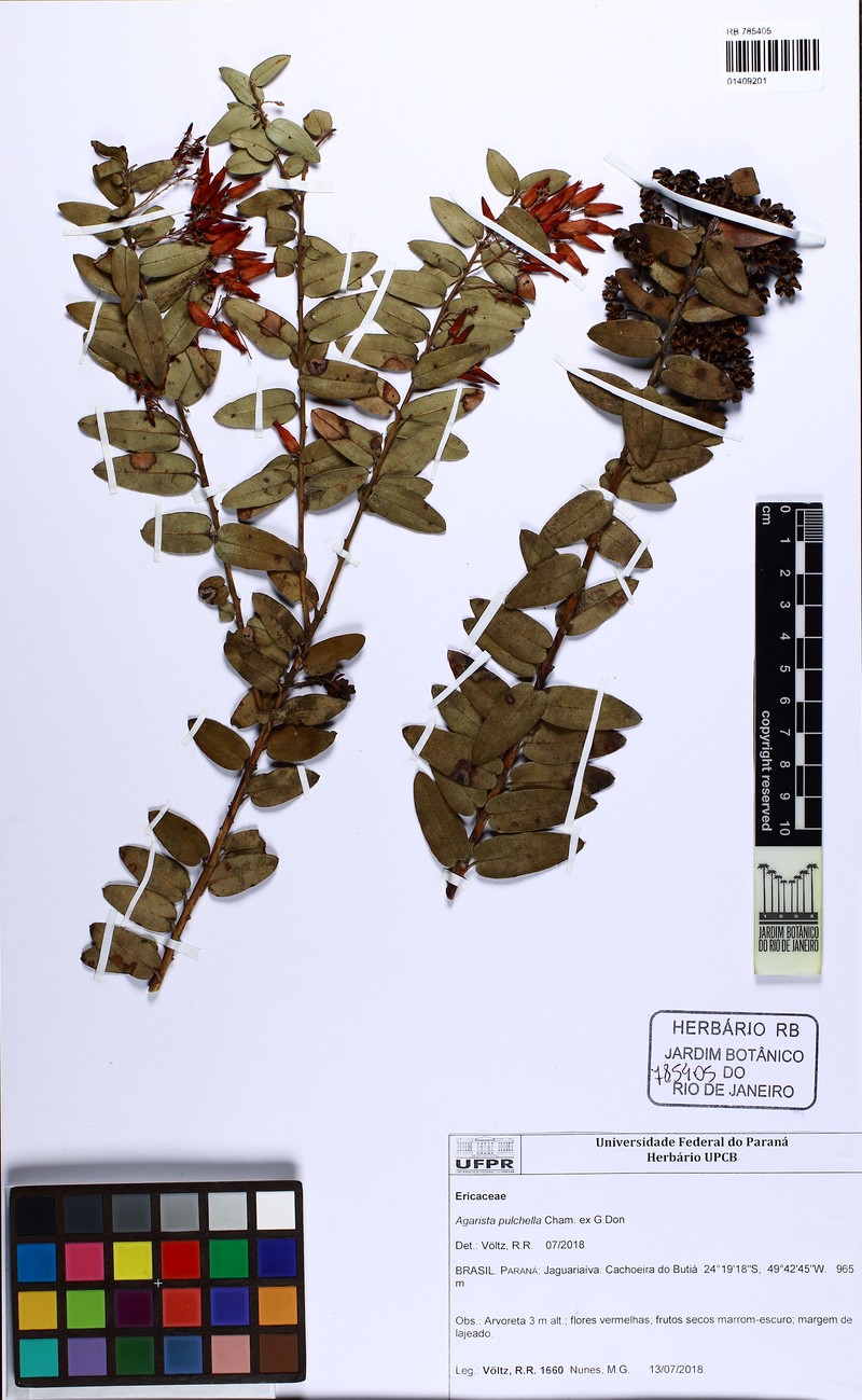 Agarista pulchella photo 8