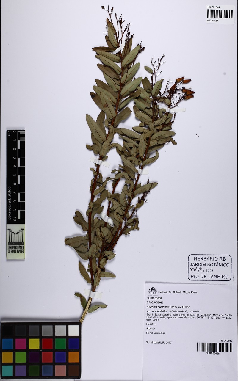 Agarista pulchella var. pulchella