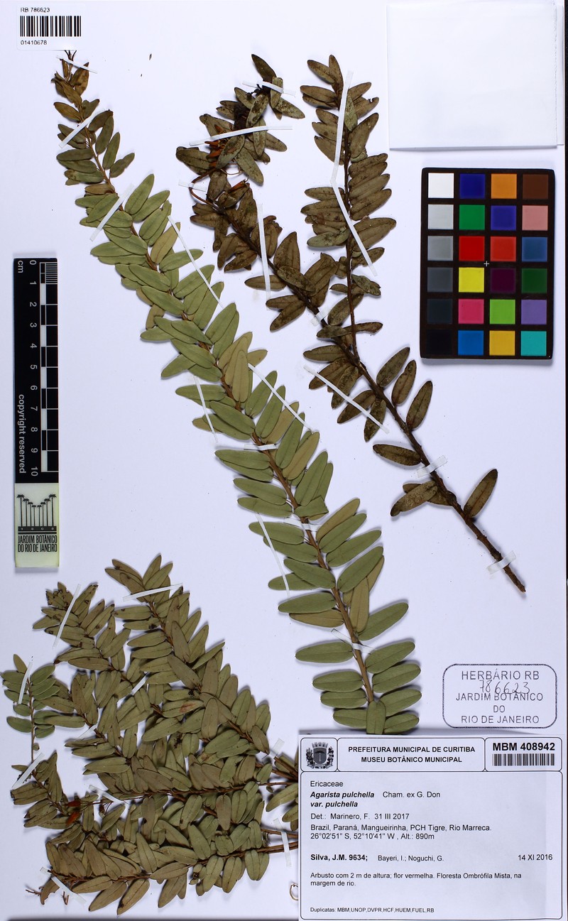 Agarista pulchella var. pulchella photo 2