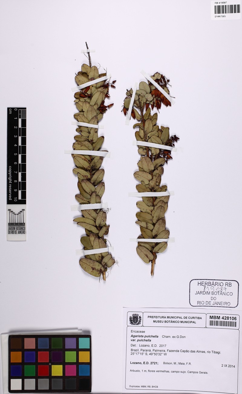 Agarista pulchella var. pulchella photo 3