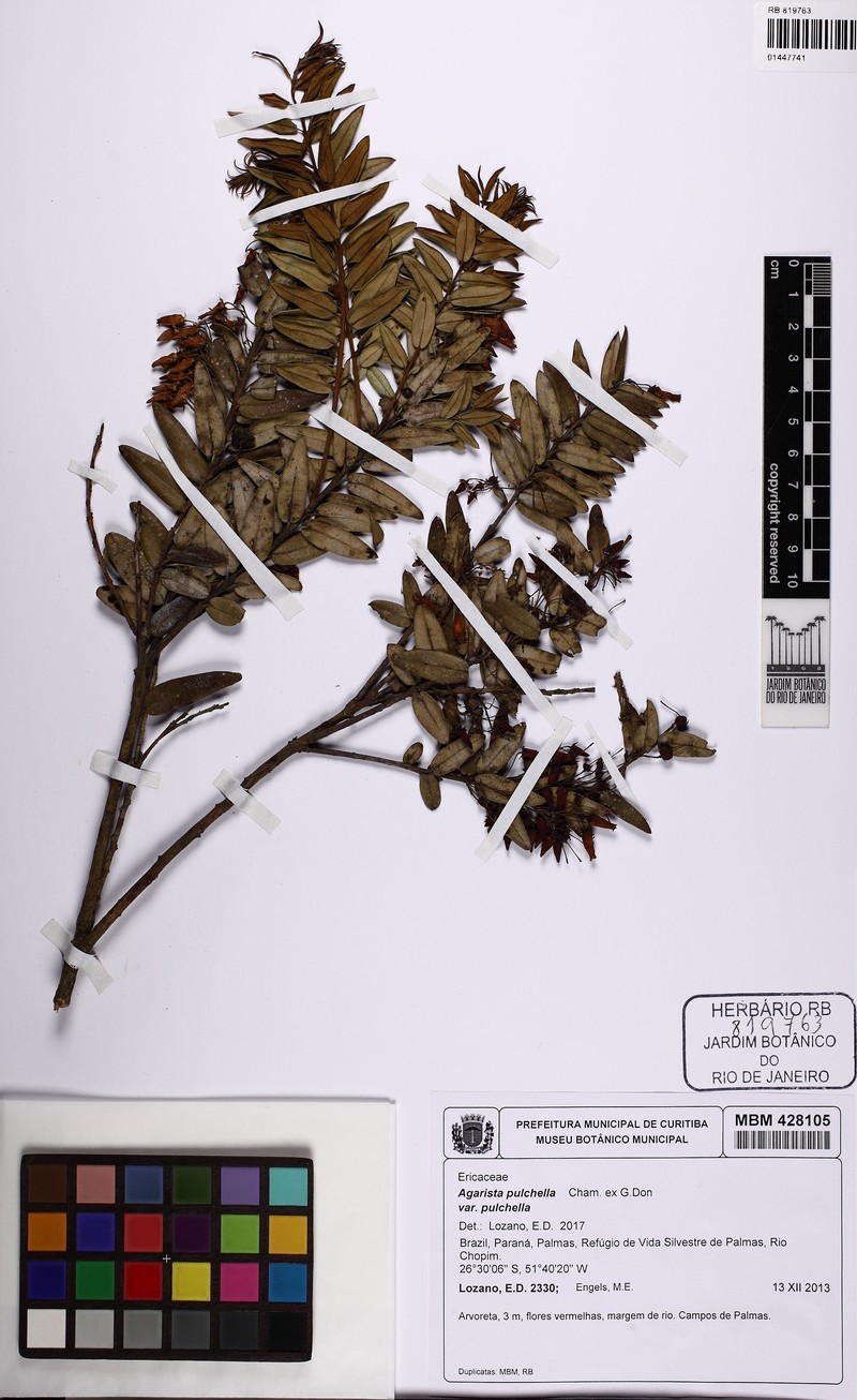 Agarista pulchella var. pulchella photo 4