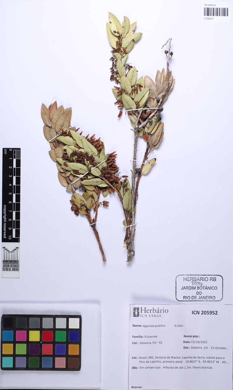 Agarista pulchra