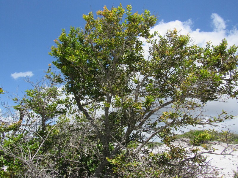 Agarista revoluta