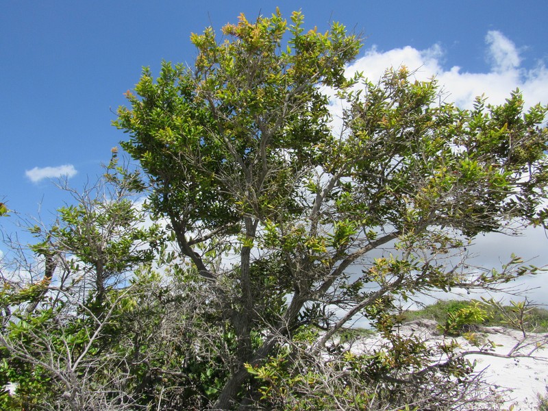 Agarista revoluta photo 7