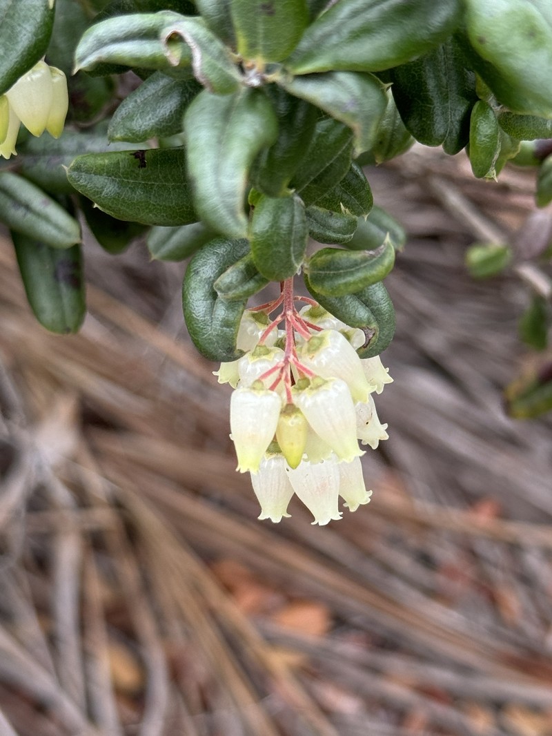 Agarista revoluta var. revoluta