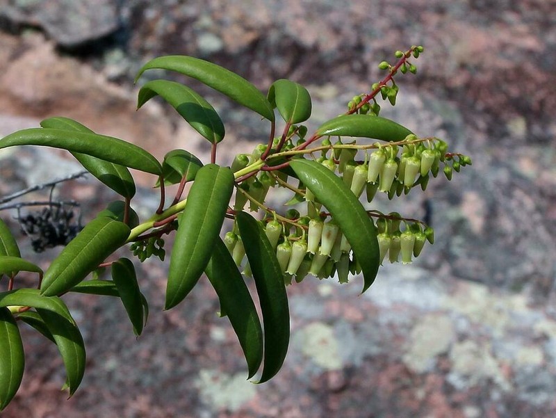 Agarista revolutissima