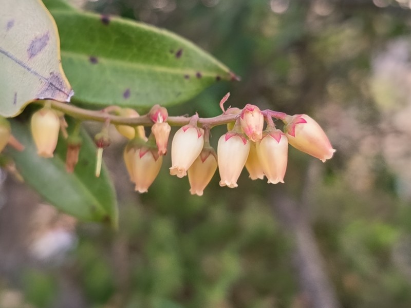 Agarista salicifolia