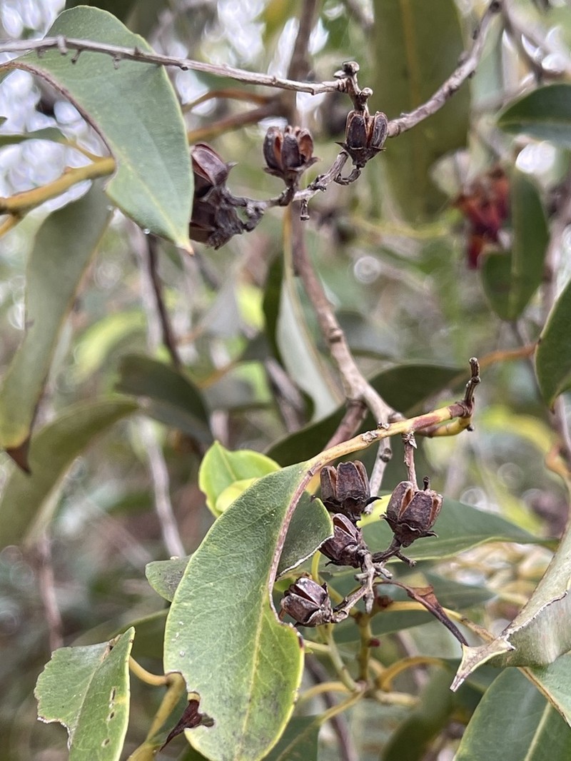 Agarista salicifolia photo 2