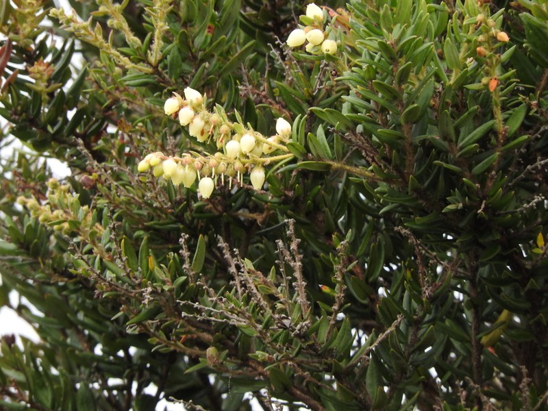 Agarista salicifolia photo 3