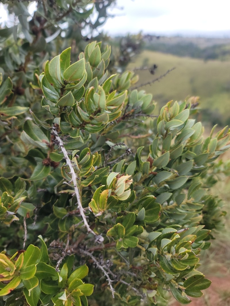 Agarista salicifolia photo 4