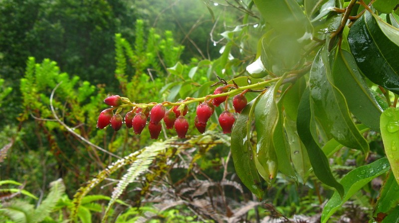 Agarista salicifolia photo 5