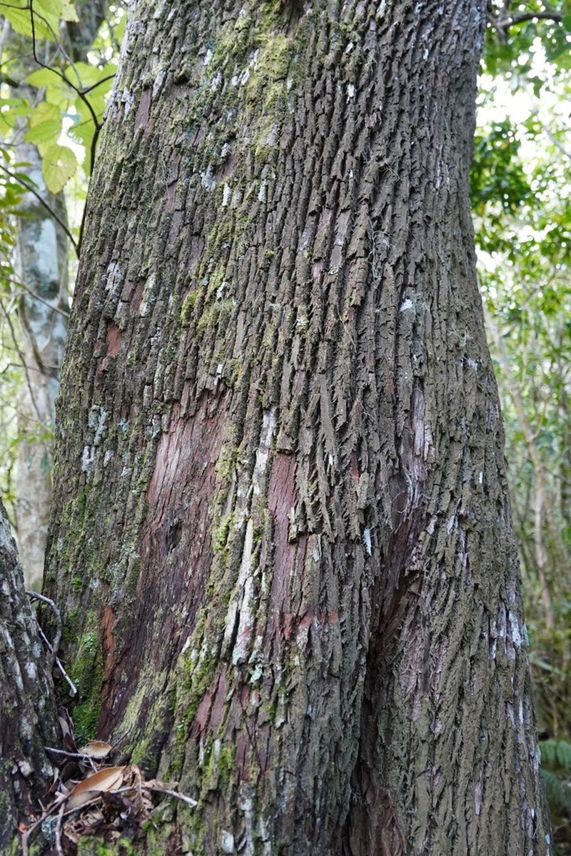 Agarista salicifolia photo 6