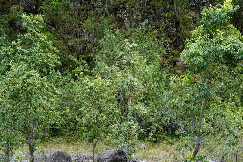 Agarista salicifolia photo 7