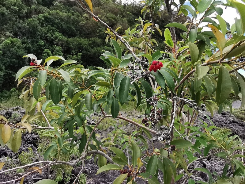 Agarista salicifolia photo 8