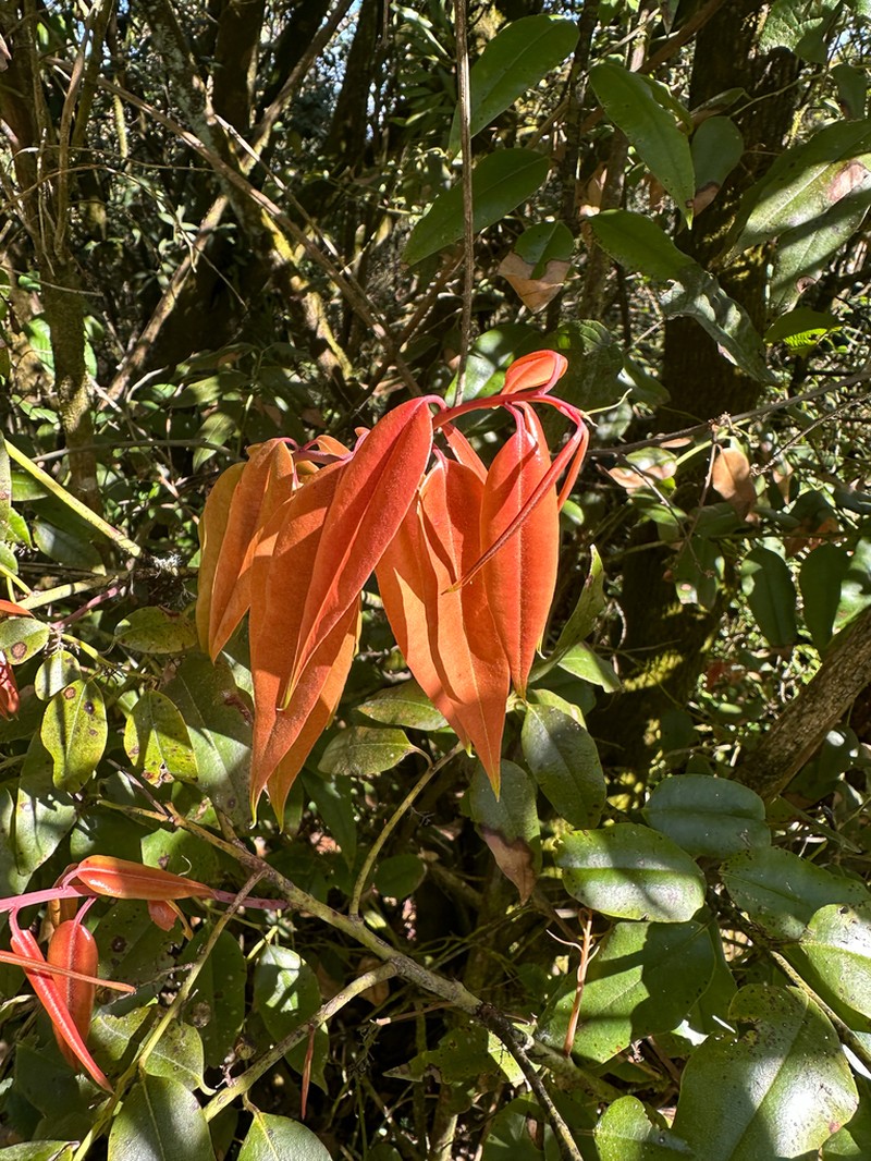 Agarista sleumeri photo 2