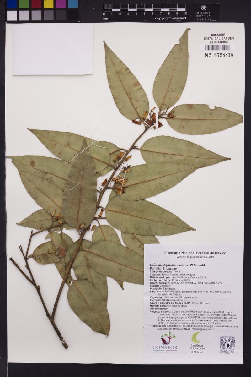 Agarista sleumeri photo 5