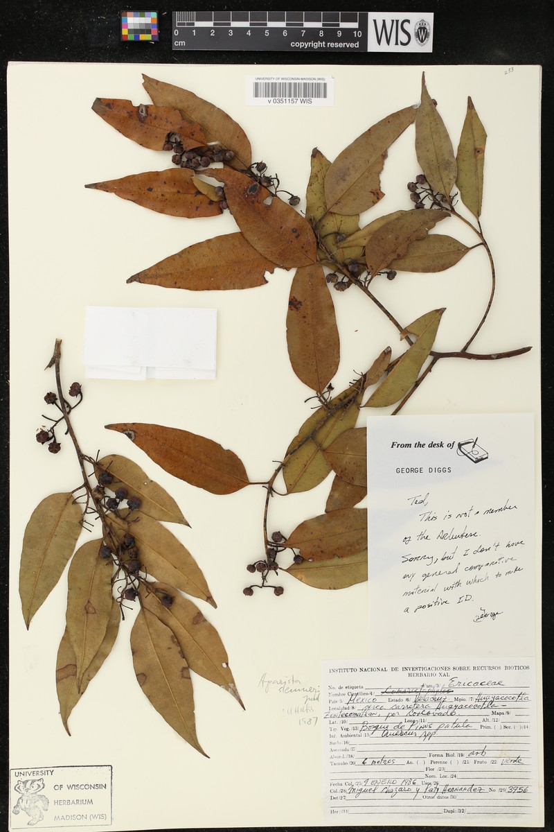Agarista sleumeri photo 6