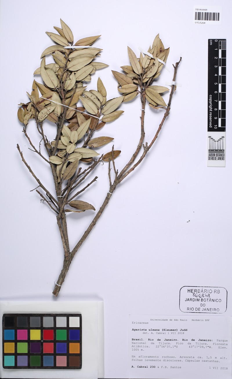 Agarista uleana