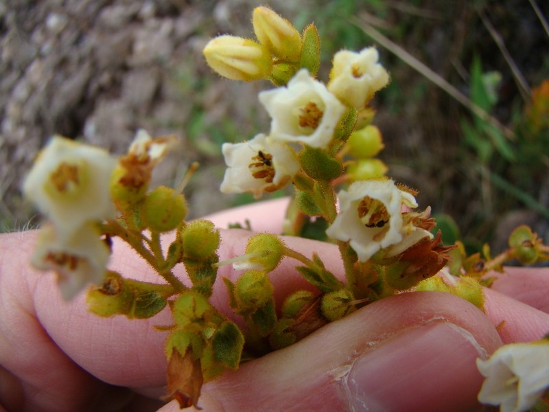 Agarista virgata