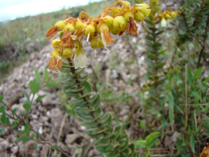 Agarista virgata photo 2