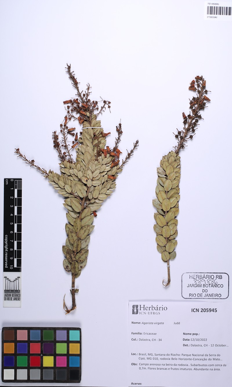Agarista virgata photo 3