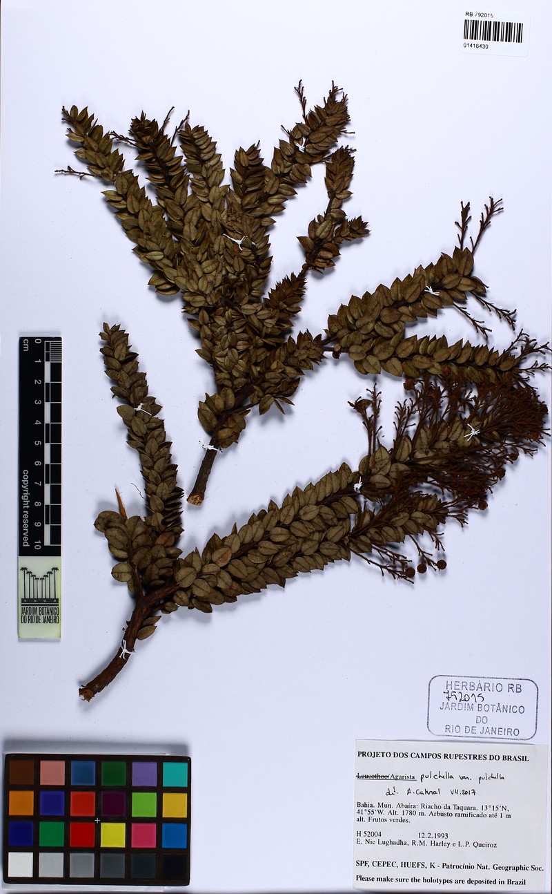 Agarista virgata photo 4