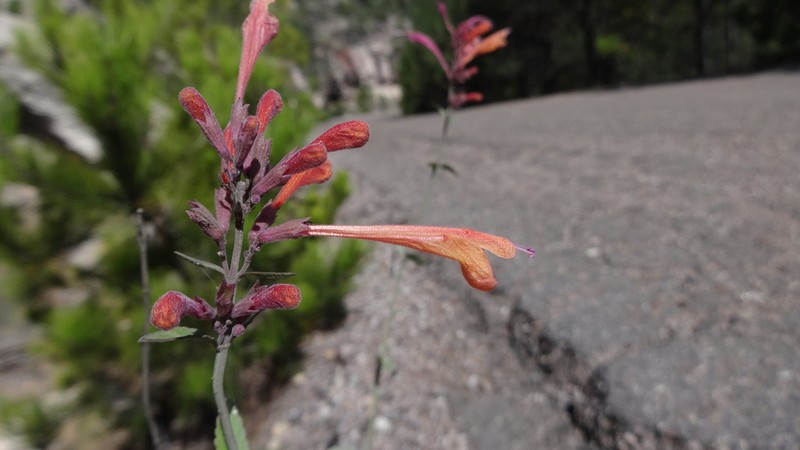 Agastache aurantiaca