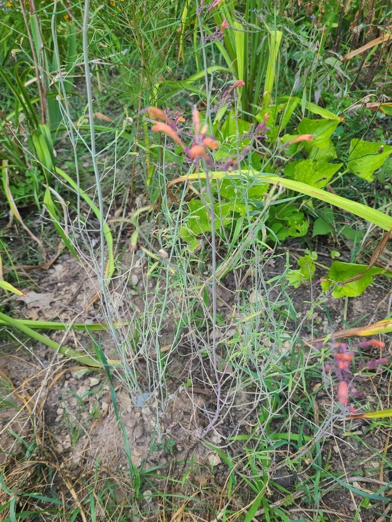 Agastache aurantiaca photo 2