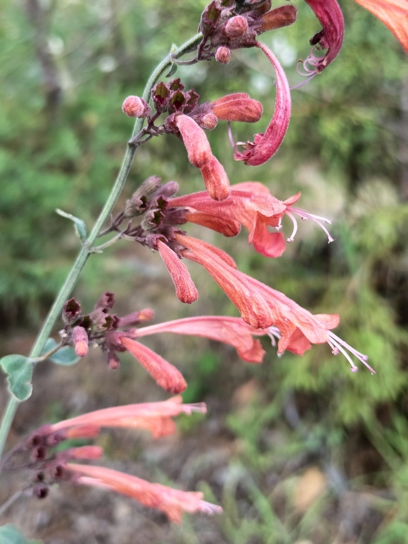 Agastache aurantiaca photo 3