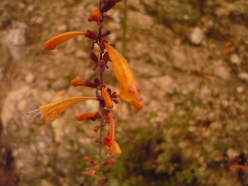 Agastache aurantiaca photo 4