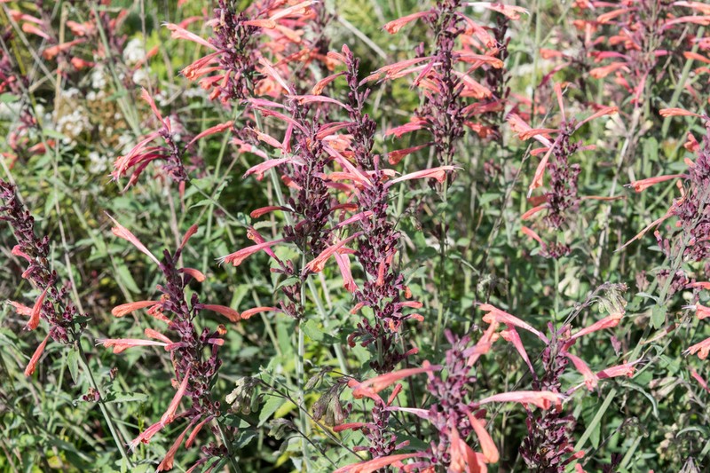 Agastache aurantiaca photo 5