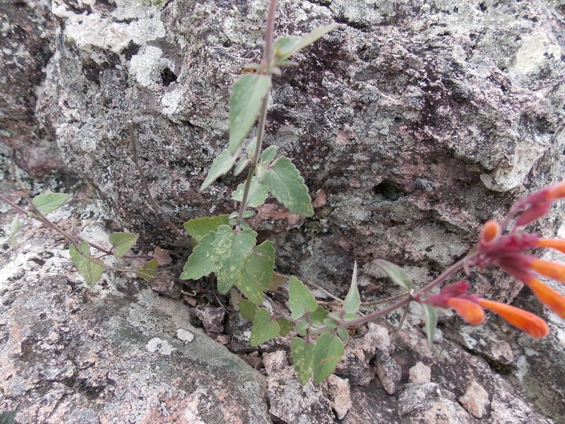 Agastache aurantiaca photo 7
