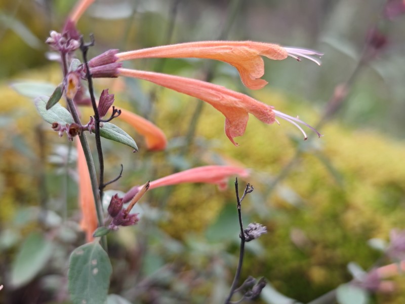 Agastache aurantiaca photo 8