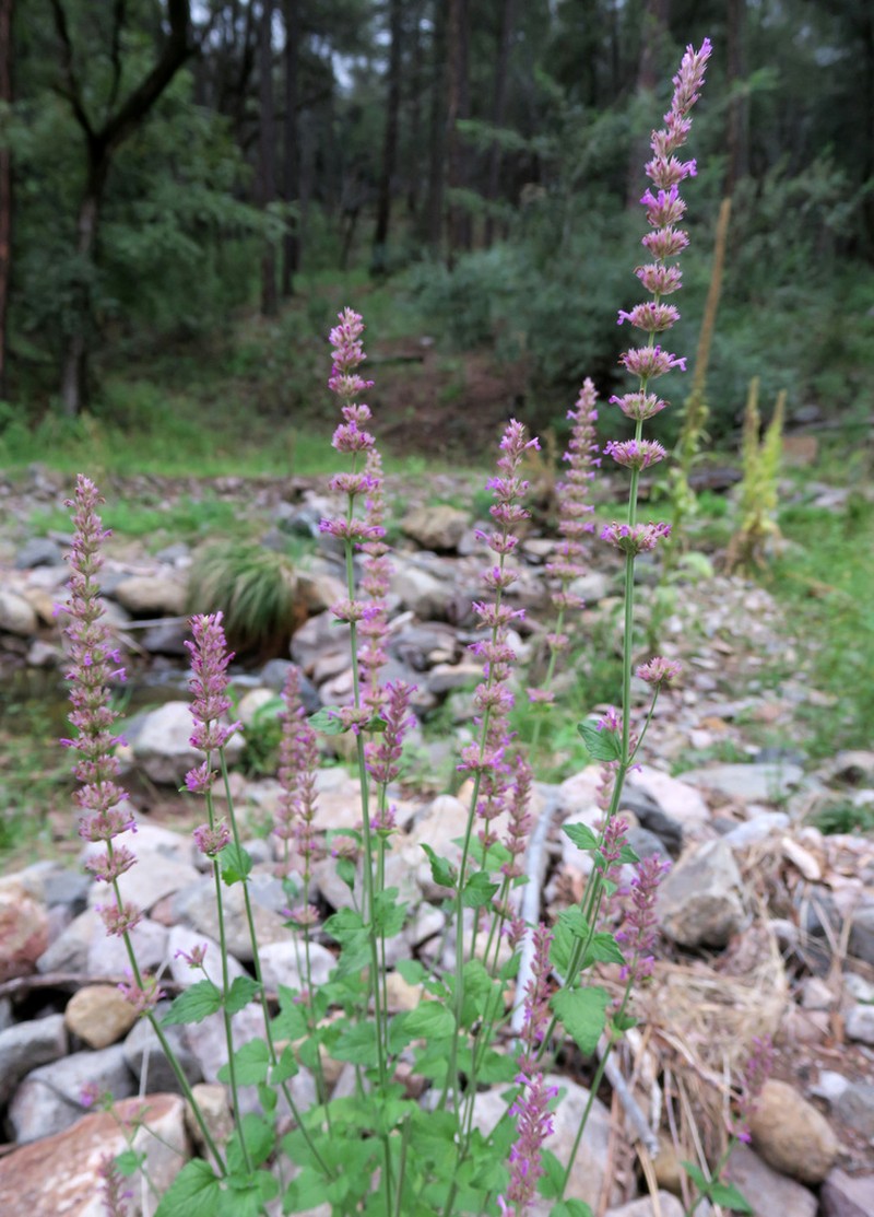 Trans-Pecos Giant Hyssop
