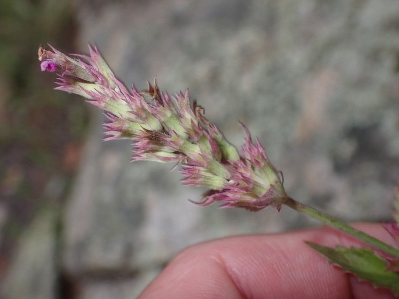 Trans-Pecos Giant Hyssop photo 2