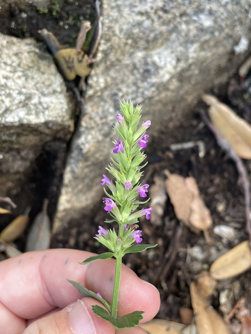 Trans-Pecos Giant Hyssop photo 3