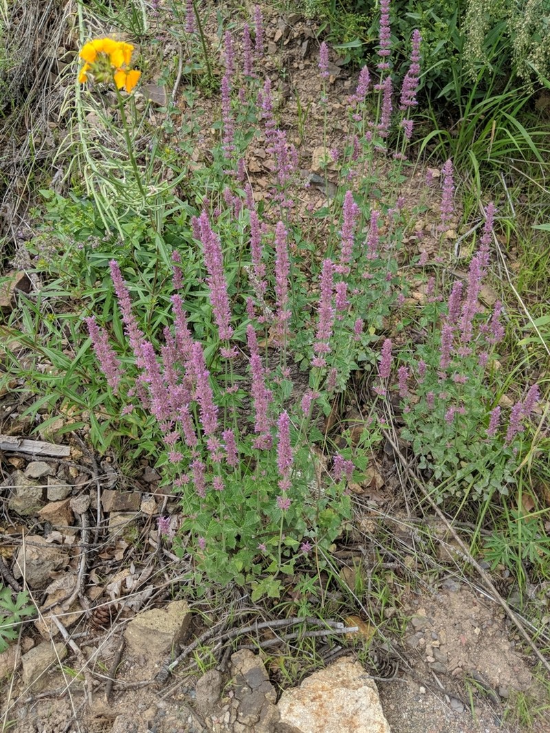 Trans-Pecos Giant Hyssop photo 4