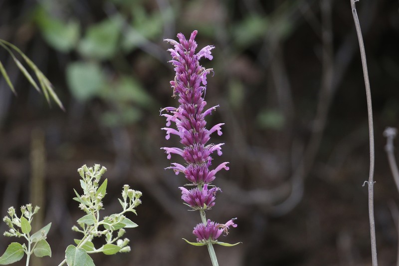 Trans-Pecos Giant Hyssop photo 5
