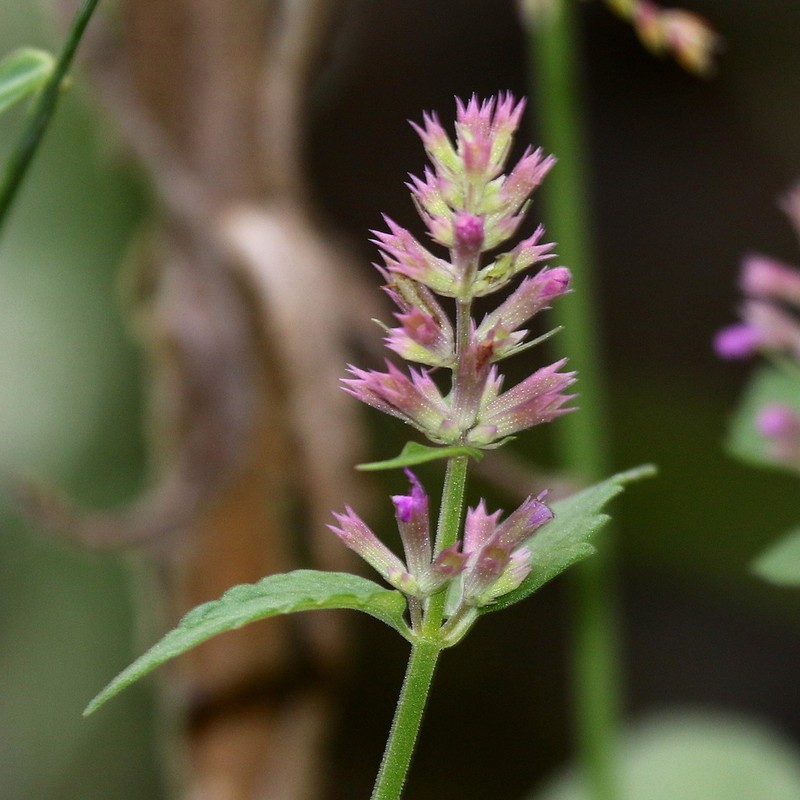 Trans-Pecos Giant Hyssop photo 6