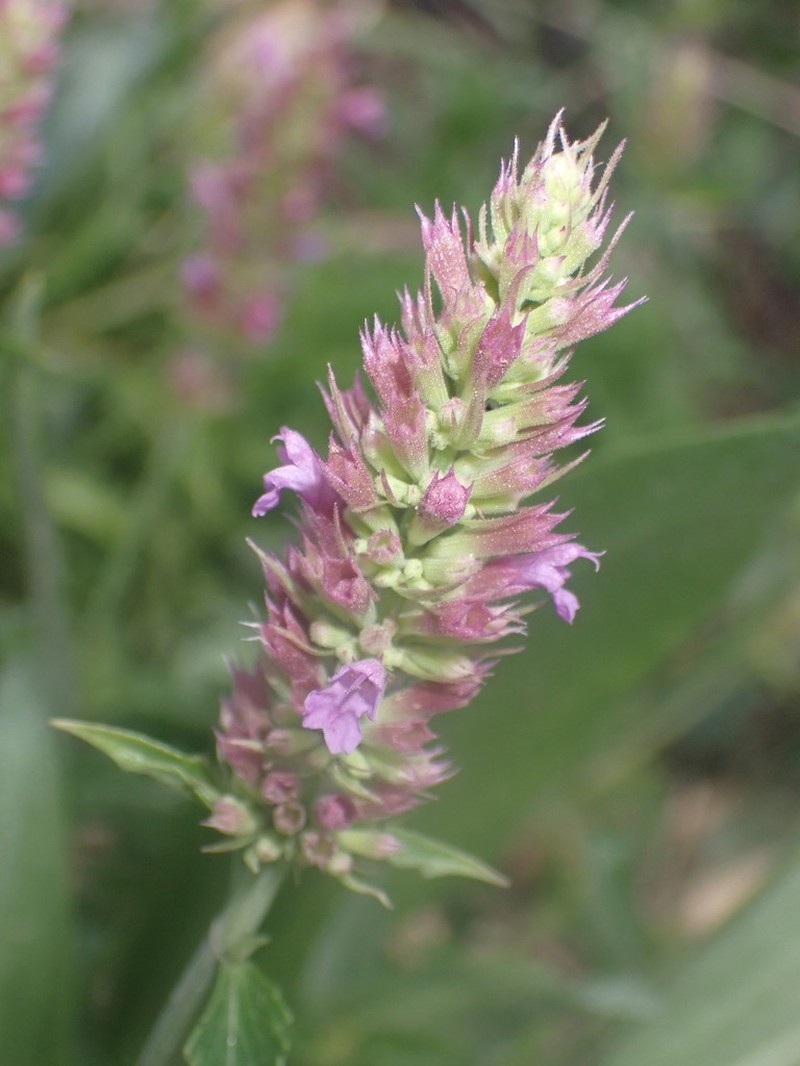 Trans-Pecos Giant Hyssop photo 7