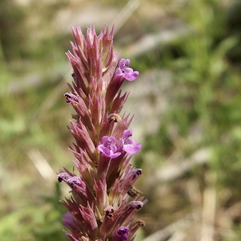 Trans-Pecos Giant Hyssop photo 8