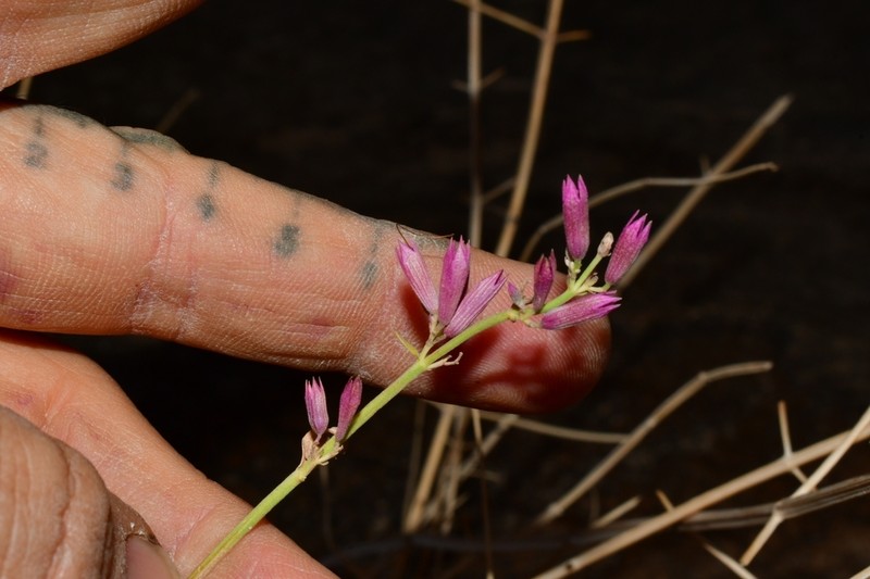Mosquito Plant photo 2