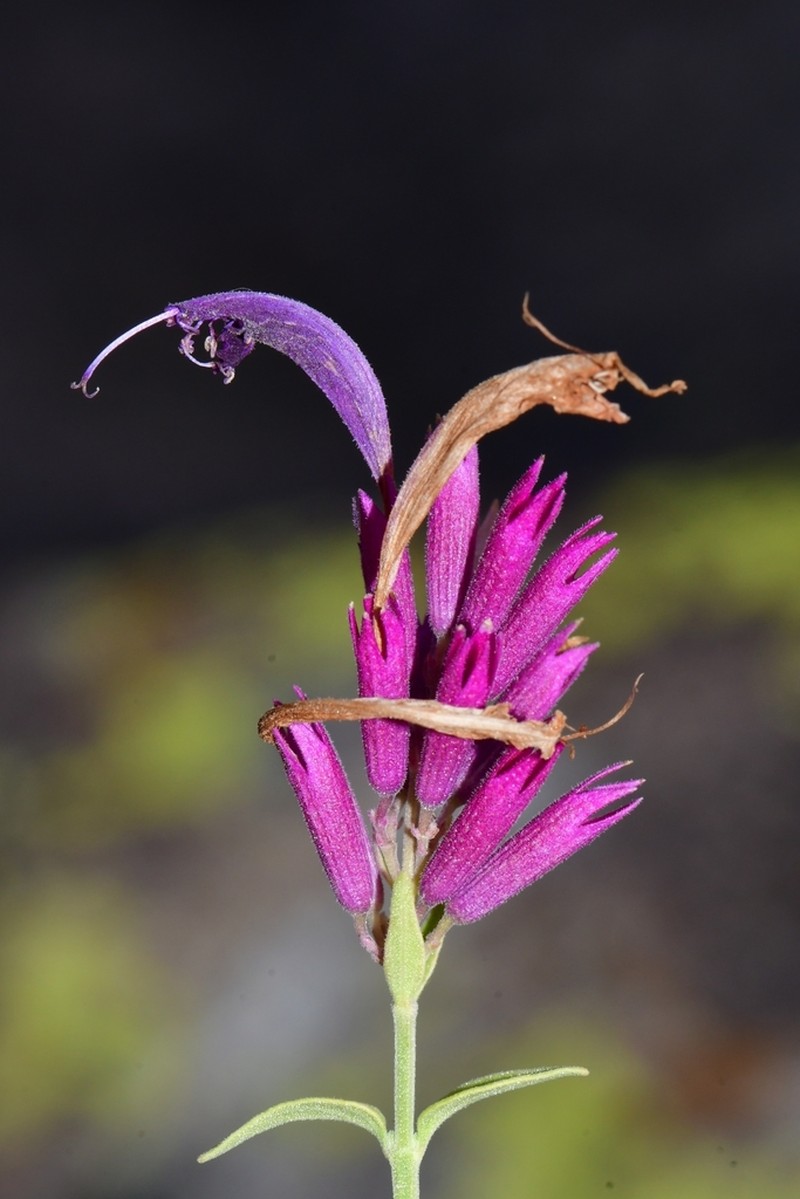 Mosquito Plant photo 3